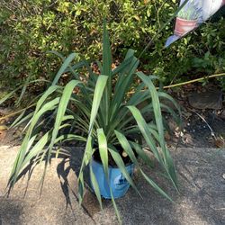 Weeping Yucca Plant 