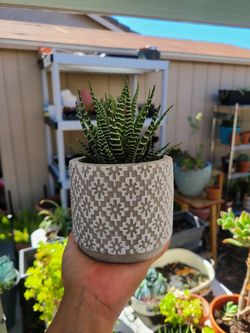 Zebra succulent plant