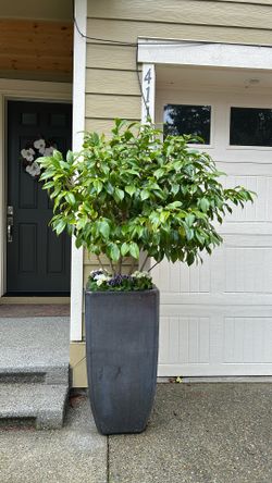 Large Pot With Camellia Whit Flowers 
