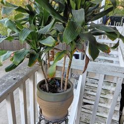 Plant And Plant Stand 