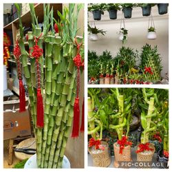 Lucky Bamboo Plants Happy Father’s Day 