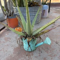 Aloe Plant In Watering Can Pot