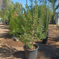 24 Gallon Mastic Tree