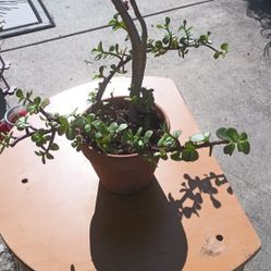 Plant $25