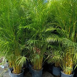 Huge Arecas About 7 Feet Tall Instant Privacy Hedge For Fence