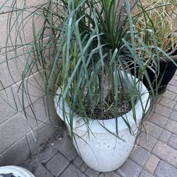 Concrete Planter / Pot