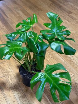 Monstera Delisiosa