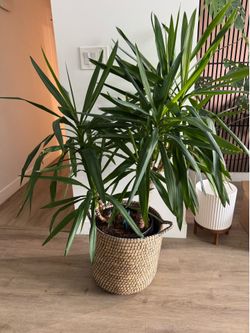 $50 Yucca Plant (OBO) + free rubber plant