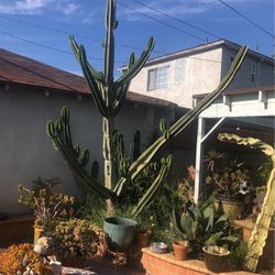 Free Cactus Cuttings and succulents 