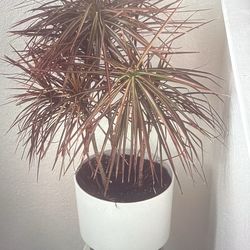 Dracaena Marginata + Marble Side Table / Dracaena Marginata + Mesa de Mármol