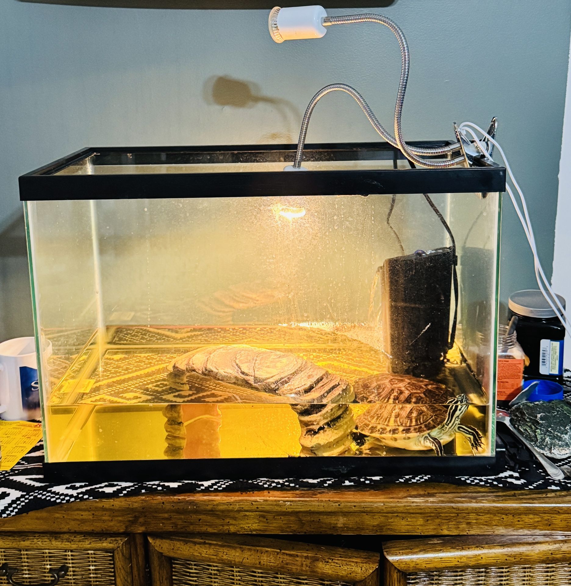 Turtle Tank