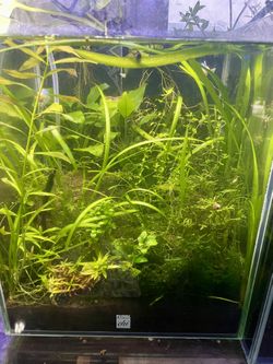 Fluval 5 Gallon Aquarium Fully Scaped 