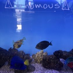 Fish Tank 