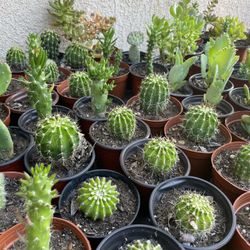 Cactus and Succulent’s 🌵🪴