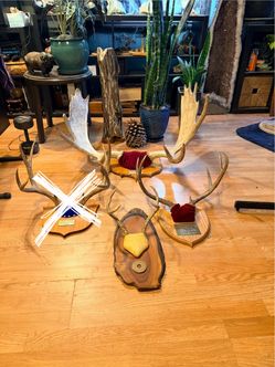 Moose & Deer Antlers