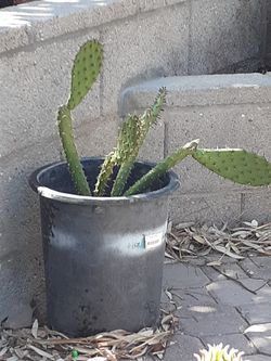 **** Sabrina's Succulents*****    *******Cactus******   SUCCULENTS ***Any Occasions*