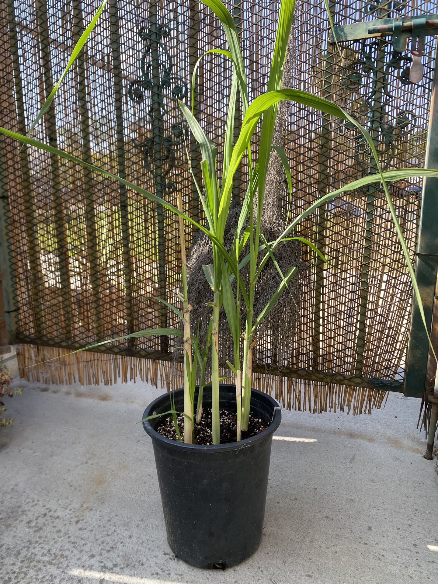 Sugarcane Plant