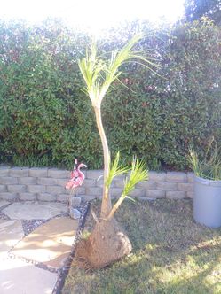 Palm Ponytail Or Elephant Foot