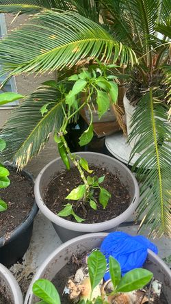 Chile Serrano plant