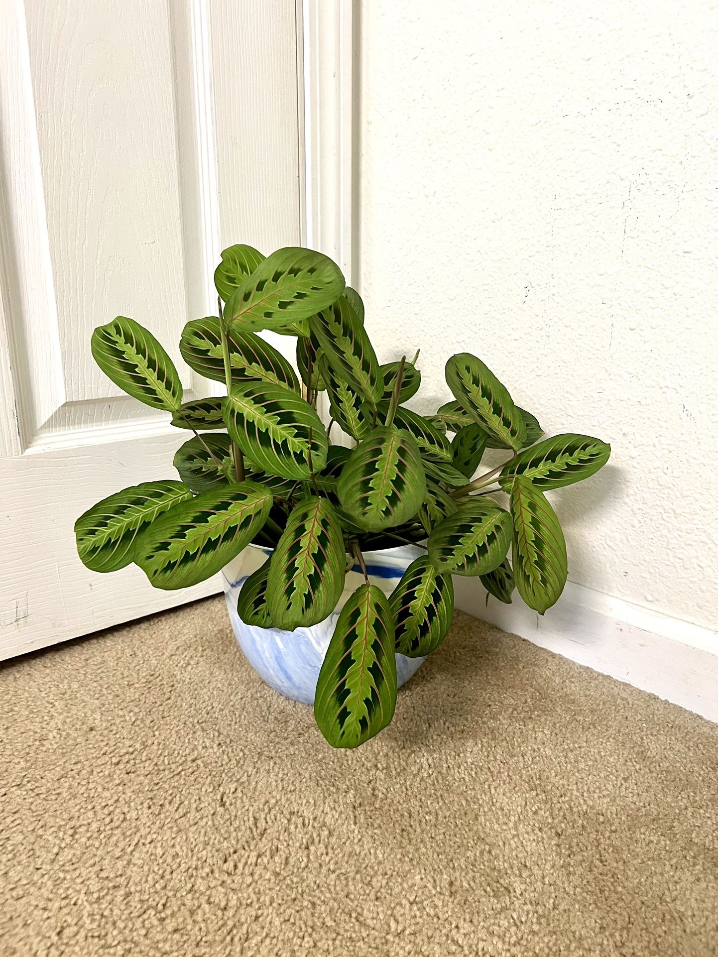 Prayer 🙏 Plant 🪴 