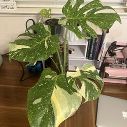Highly Variegated Monstera Thai 18”