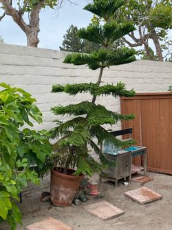 Free Pine Tree - great condition