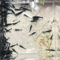 Cull Aquarium Plant Blue 