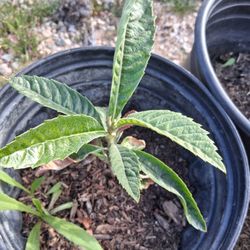 Loquat Plant
