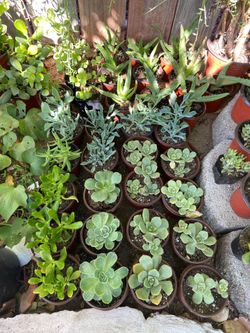 Succulents