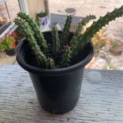 Red Dragon /starfish 