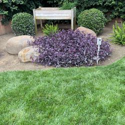 30 Purple Heart plant cuttings 6 inches long