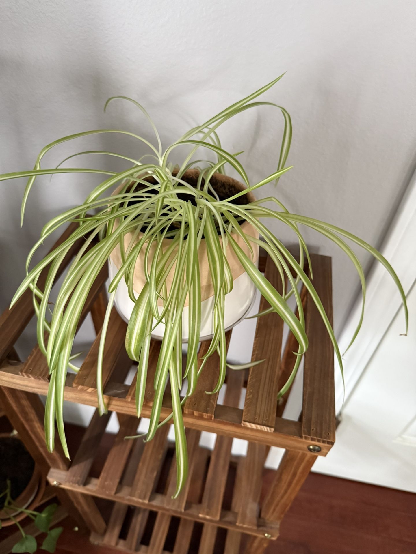 Spider Plant