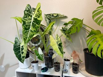 Rare variegated Frederick Alocasia
