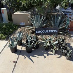 Succulents (Blue Agave)