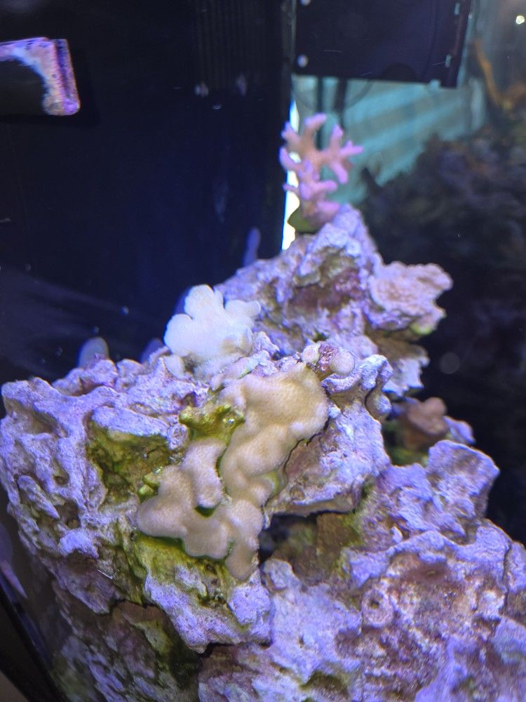 Fake Sps