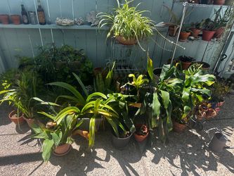 Plants, cactus, pots, yard art