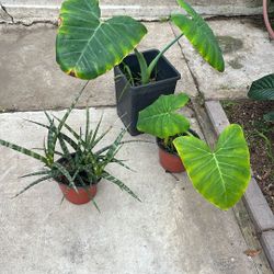 Plant Trio 3x$10