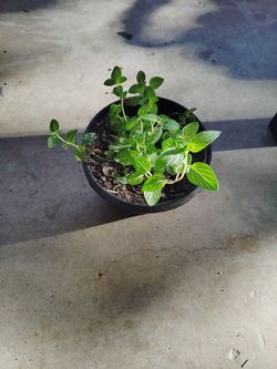 planta de menta $5
