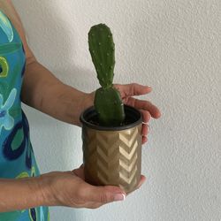 Small Cactus Plant With A Decorative Pot