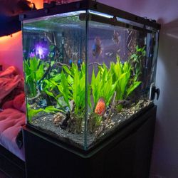 65 Gal Aquarium Setup