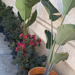 Bird of Paradise gigantic.