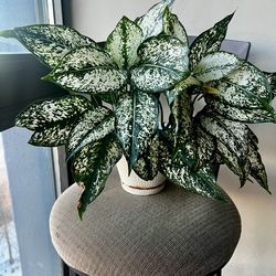 Beautiful House Plant