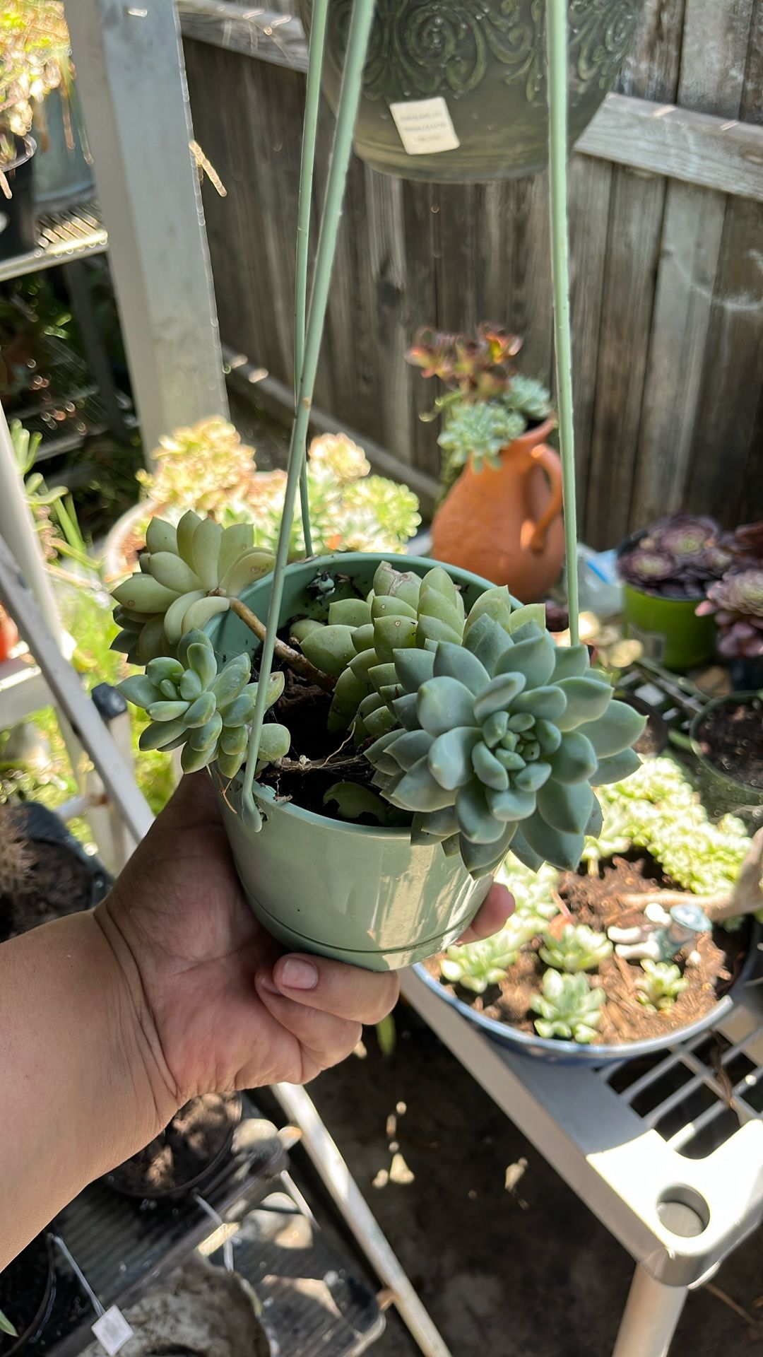 It is a beautiful hanging succulent it drapes down