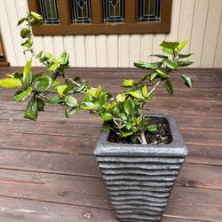 Hibiscus And Plant Pot