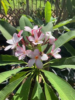 Plumeria