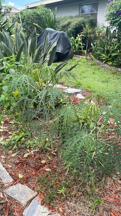 Four dollar trees