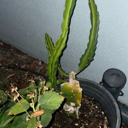 Dragon Fruit Plant (white inside fruit type)
