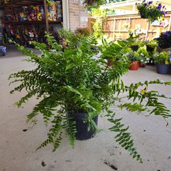 Beautiful and Healthy Large Macho Fern 🪴 PLANTS ARRIVED. $22 each