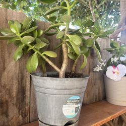 Beautiful, 2 Year Old Jade Succulent Plants