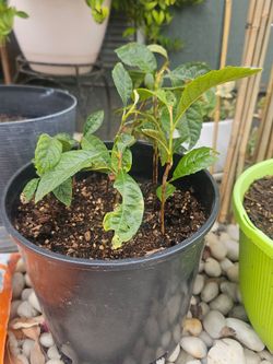 6-12 inches tall